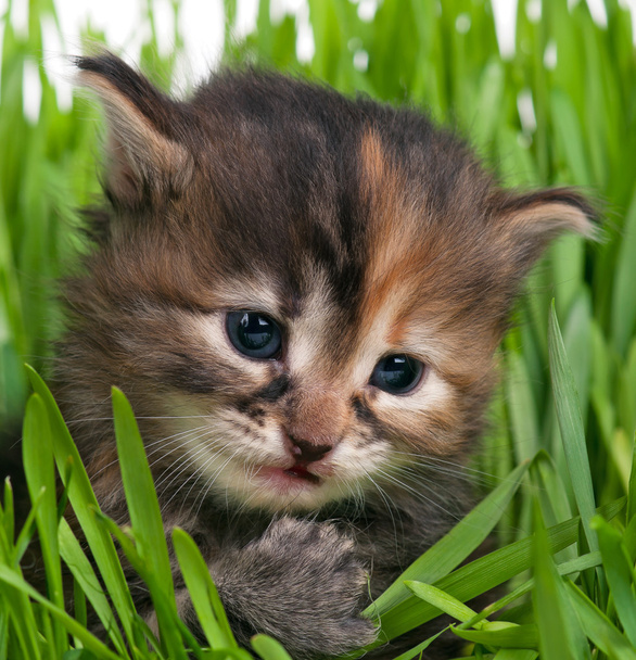Cute fluffy kitten - Foto, afbeelding