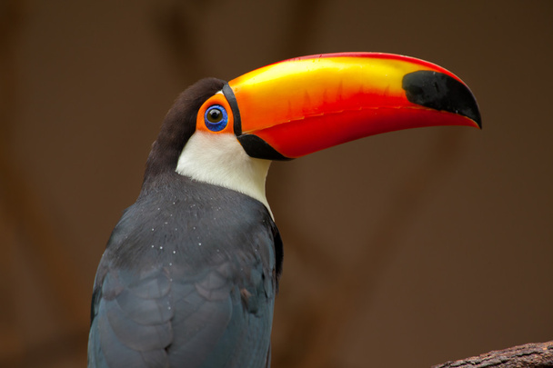 Ramphastos toco - toucan primer plano
 - Foto, imagen