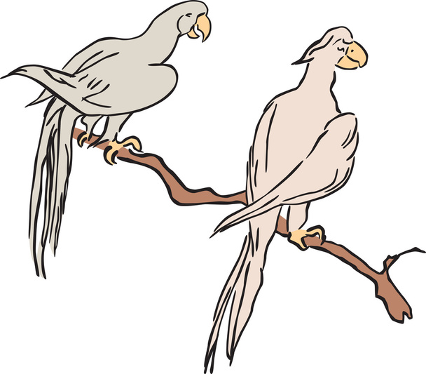 sketch of the parrots - Vector, Image