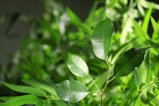Green leaves of ficus   - Foto, Bild