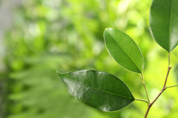 Green leaves of ficus  - Фото, изображение