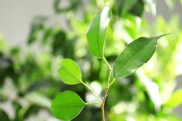 Green leaves of ficus   - Фото, изображение