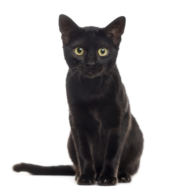 Gatinho gato preto olhando para a câmera, isolado em branco
 - Foto, Imagem