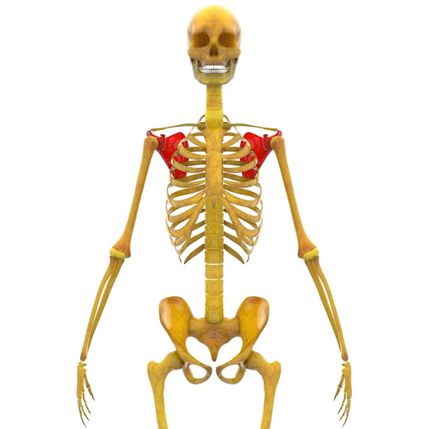 Skelett des Menschen Schulterblatt - Foto, Bild