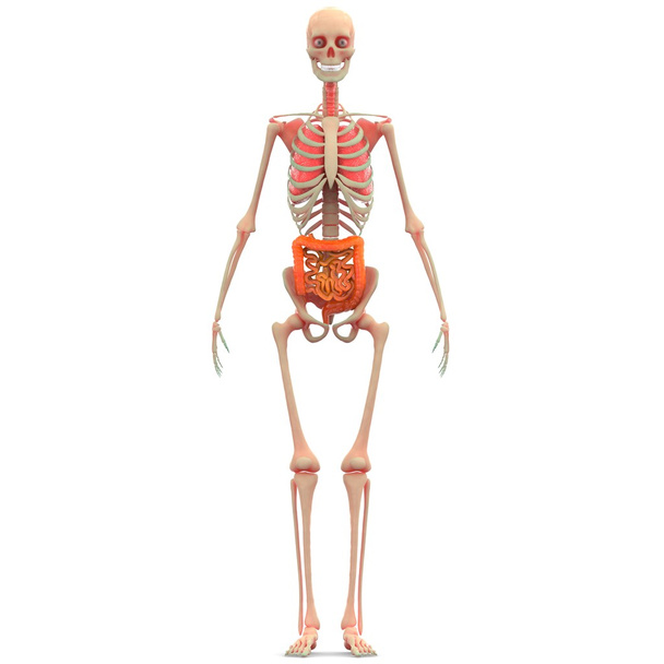 Lidské kostry plíce, velké a tenké střevo - Fotografie, Obrázek