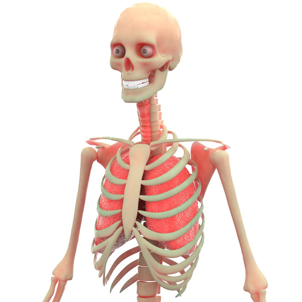 Emberi csontváz, tüdő - Fotó, kép