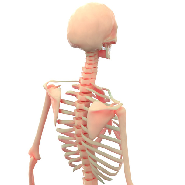 Ανθρώπινο σκελετό πόνους στις αρθρώσεις - Φωτογραφία, εικόνα