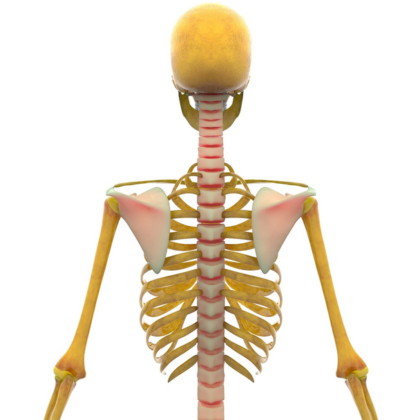 Ludzki szkielet bóle stawów - Zdjęcie, obraz