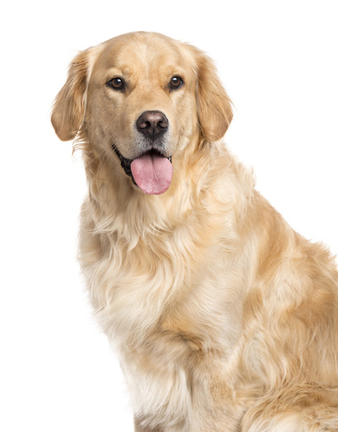 Golden Retriever sticking the tongue out, isolated on white - Photo, Image