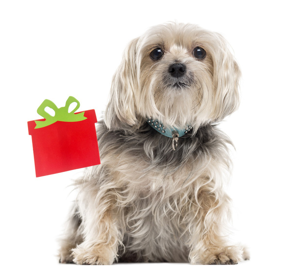 Yorkshire Terrier next to a Christmas box, isolated on white - Valokuva, kuva
