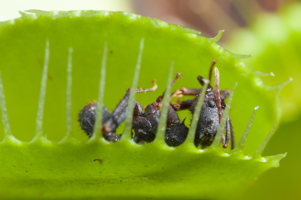 Mucholapka podivná listové výživy mravenec - Fotografie, Obrázek