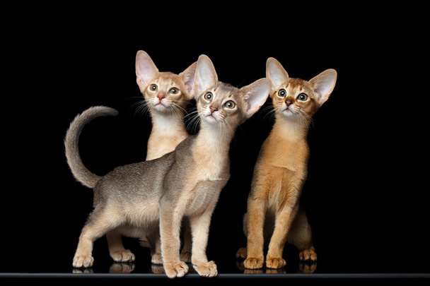 Three Cute Abyssinian Kittens Sitting isolated black - 写真・画像