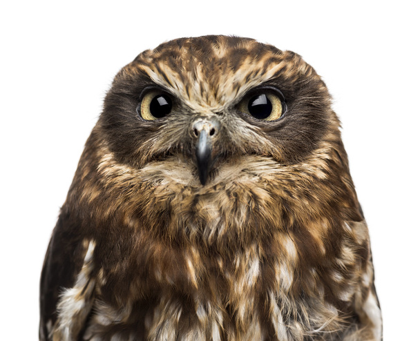 Close-up of a Southern boobook (Ninox boobook) in front of a whi - Foto, imagen