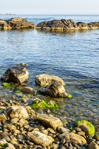 stones and seaweed on rocky coast of the sea - Foto, imagen