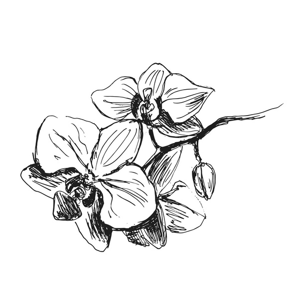 Hand sketch orchids - Wektor, obraz