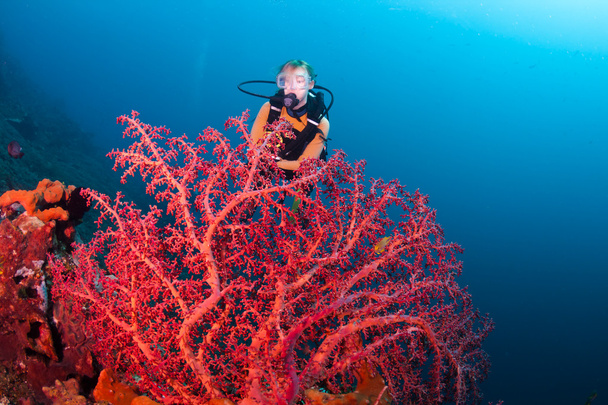 κοράλλια στο Μπαλί - Φωτογραφία, εικόνα
