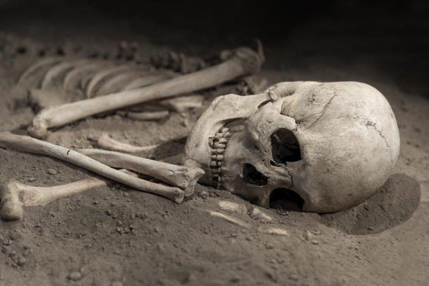 squelette avec crâne
 - Photo, image
