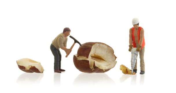 Hasselpähkinöiden parissa työskentelevä pienikokoinen työntekijä
 - Valokuva, kuva