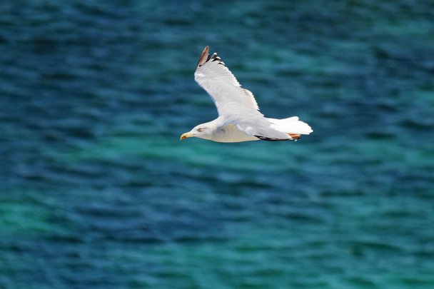 Mouette libre survole la mer
 - Photo, image