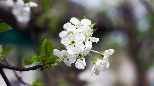 Cerisier de fleur
 - Photo, image