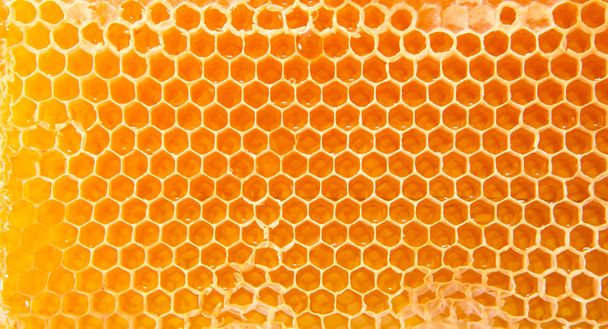 Beer honey in honeycombs. - Фото, изображение