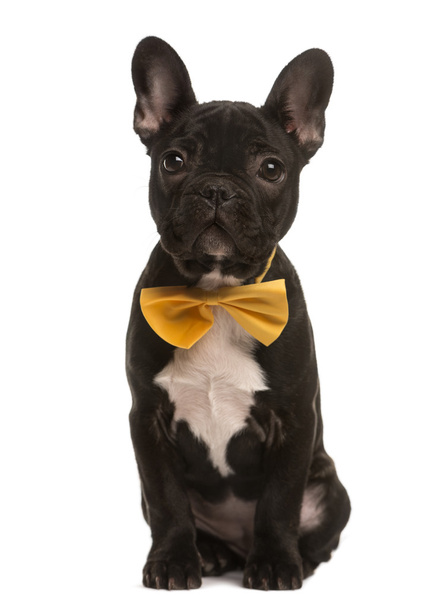 French Bulldog with a bow sitting, isolated on white - Foto, immagini
