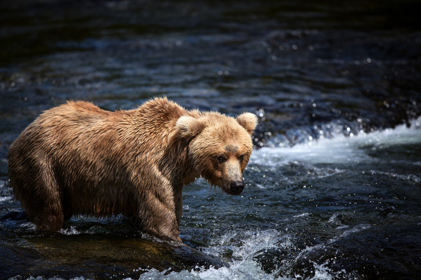 Alaskan Brown Bear - Photo, Image