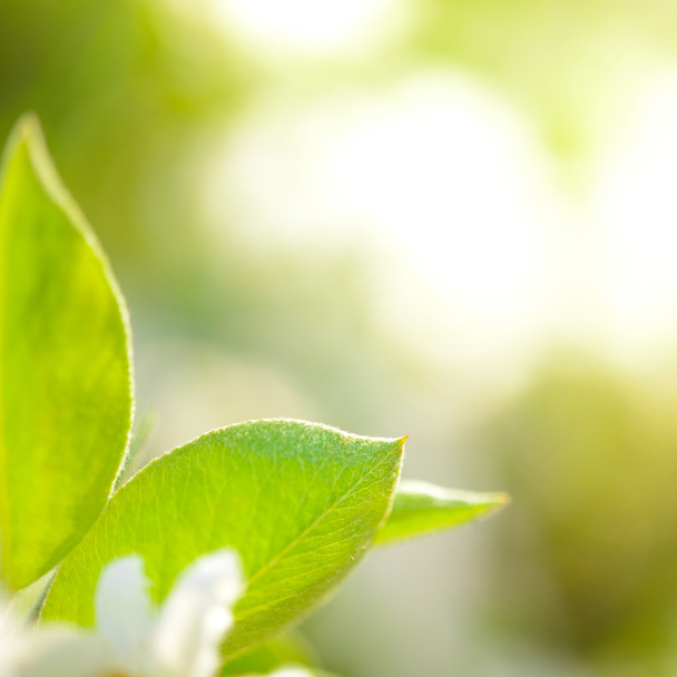 Spring Green Pear Leaves on Bright Blurred Background - Foto, Imagem