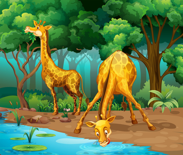 Due giraffe che vivono nella foresta
 - Vettoriali, immagini