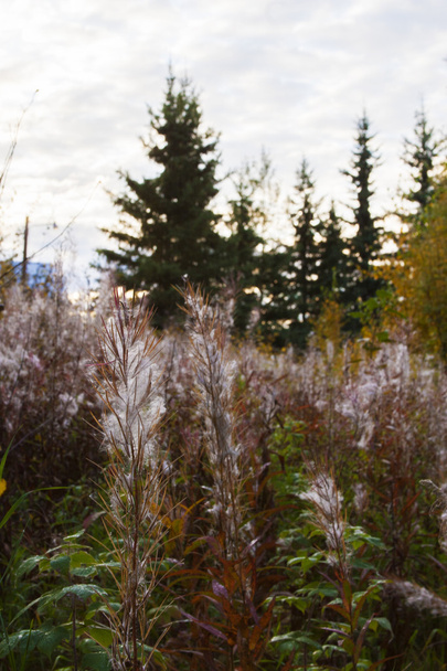 Autumn color of Alaska. - Foto, Imagen