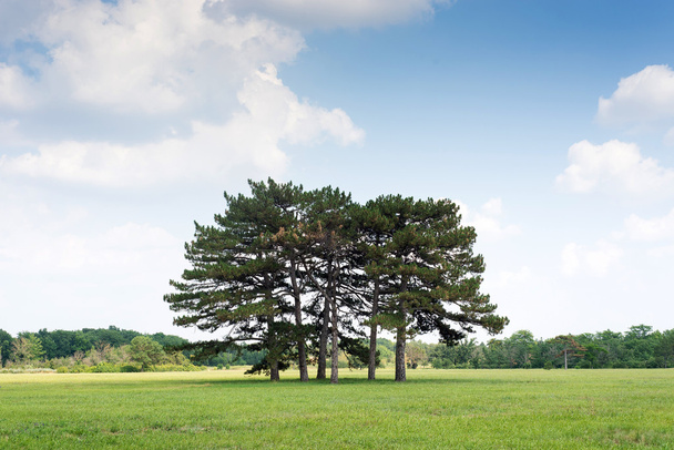 красивий зелений ліс, група сосен, що ростуть на полі, дерева на тлі блакитного неба з хмарами, рослинний заповідник
 - Фото, зображення