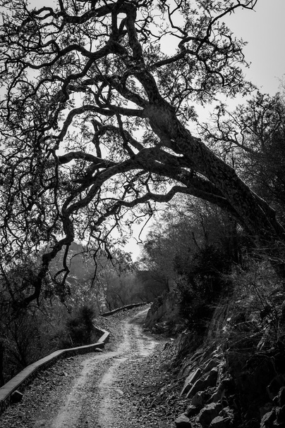 Camino bajo el árbol
 - Foto, Imagen