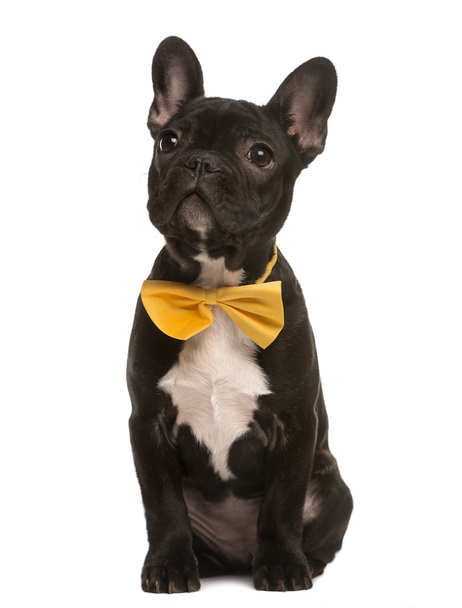 French Bulldog with a bow sitting, isolated on white - Фото, изображение