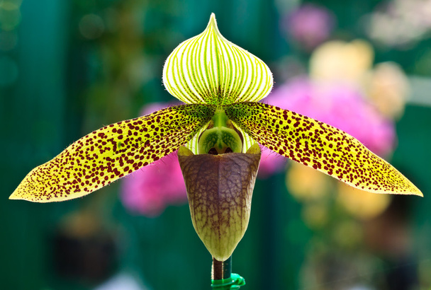 Paphiopedilum sukhakulii-Orchidee - Foto, Bild