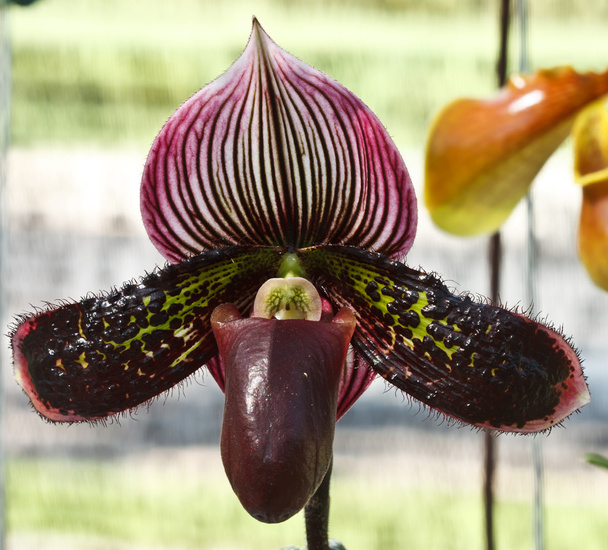 Paphiopedilum sukhold orchid - Photo, Image