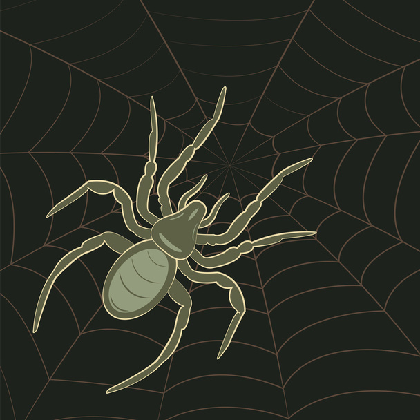 Spider on Web - Vector, Image