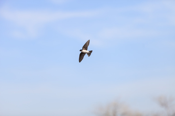 Kék fa fecske madár repül - Fotó, kép
