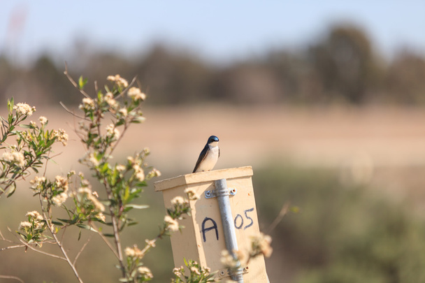 árbol azul tragar pájaro en un nido caja
 - Foto, Imagen