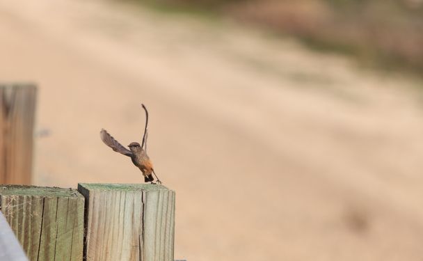 Gri ağaç kırlangıç kuşu - Fotoğraf, Görsel