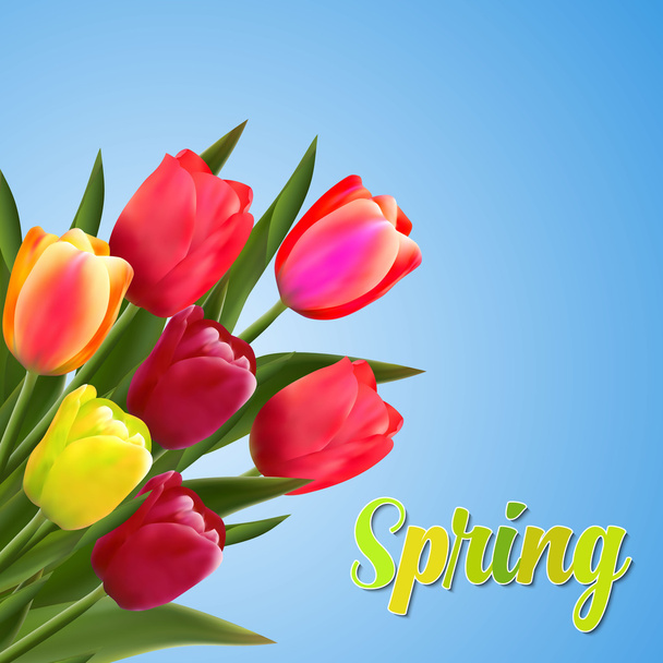 Spring text with tulip flower. - Вектор,изображение