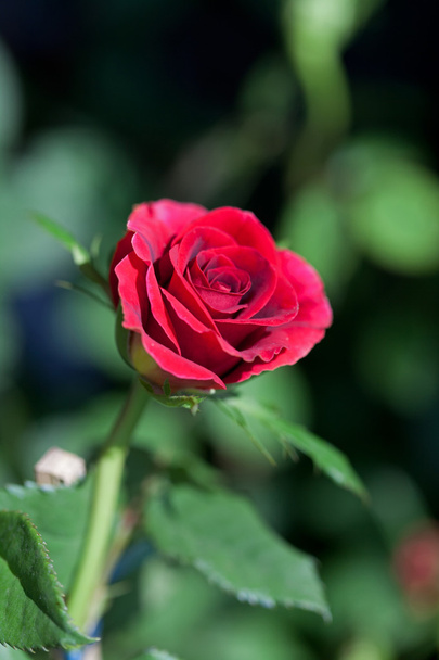 Red rose - Zdjęcie, obraz