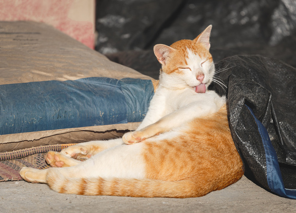 Kedi vücut temiz - Fotoğraf, Görsel