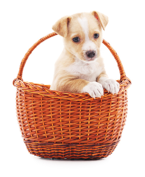 Puppy in a basket. - Photo, image