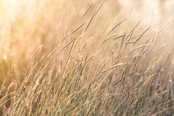 Wild field of grass on sunset, soft sun rays, warm toning, lens  - Fotó, kép