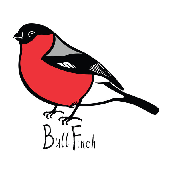 Birds collection Bullfinch Color vector - Wektor, obraz