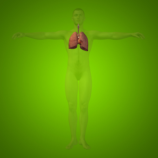 Concepto o conceptual anatómico humano o hombre sistema respiratorio 3D sobre fondo verde
 - Foto, imagen