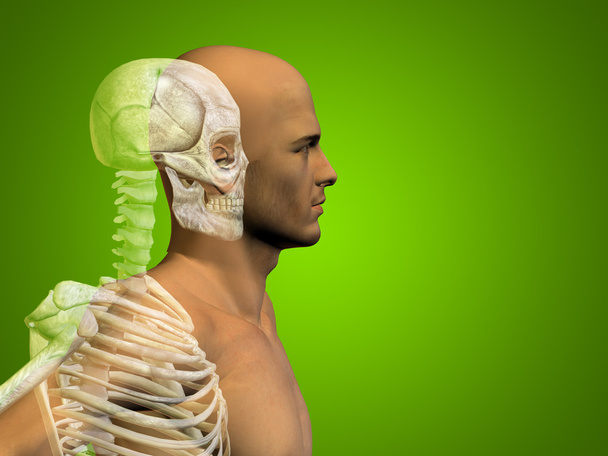 Concepto de anatomía o conceptual hombre humano médico o salud cuerpo pecho, cabeza verde brillante fondo
 - Foto, Imagen