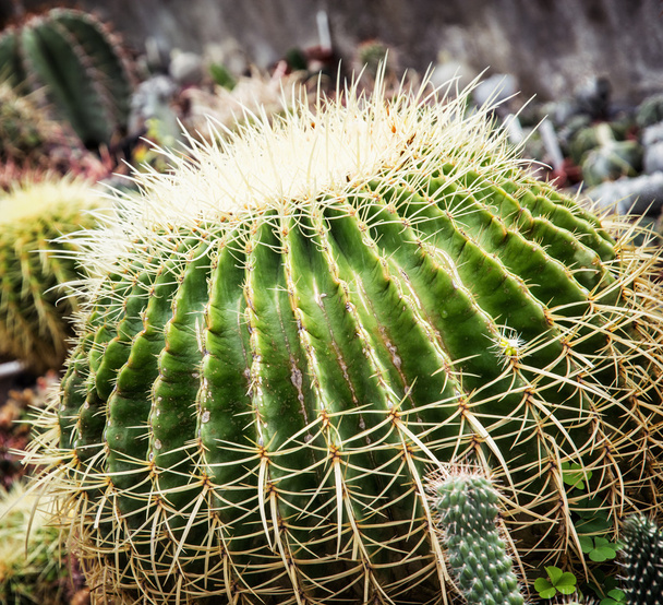Grande planta echinocactus, closeup cena natural
 - Foto, Imagem