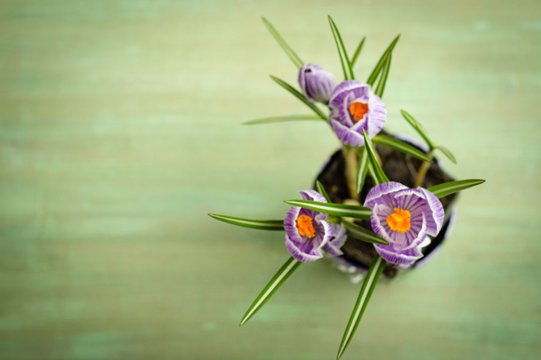 boeket van voorjaar paarse crocus - Foto, afbeelding