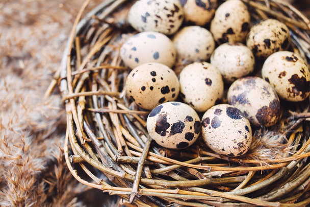 Nest with eggs of quails - Foto, afbeelding